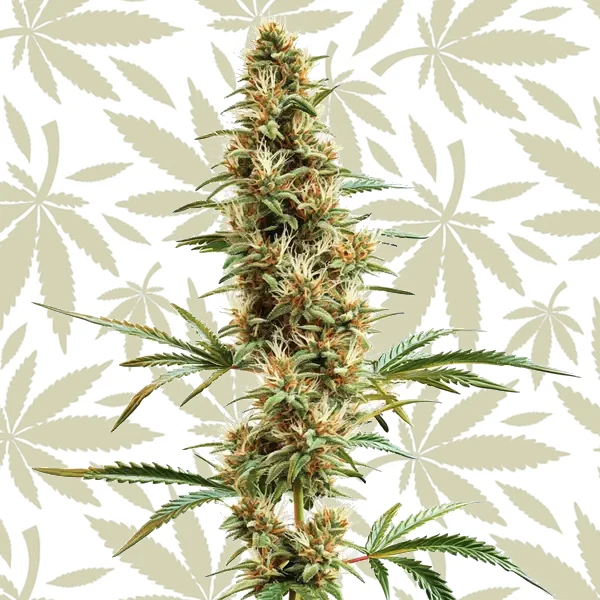 2046 Fast Version cannabis strain plant