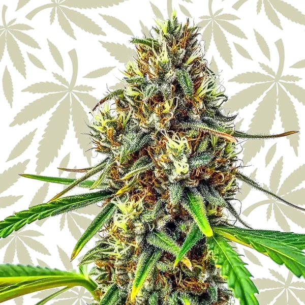24K Gold Regular cannabis strain plant