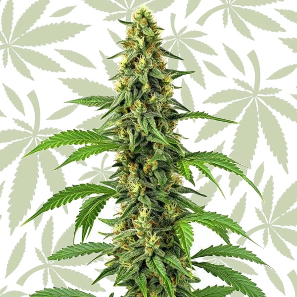 24k Gold cannabis strain plant