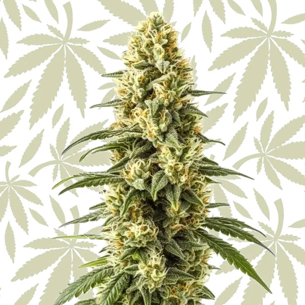 3 Kings cannabis strain plant