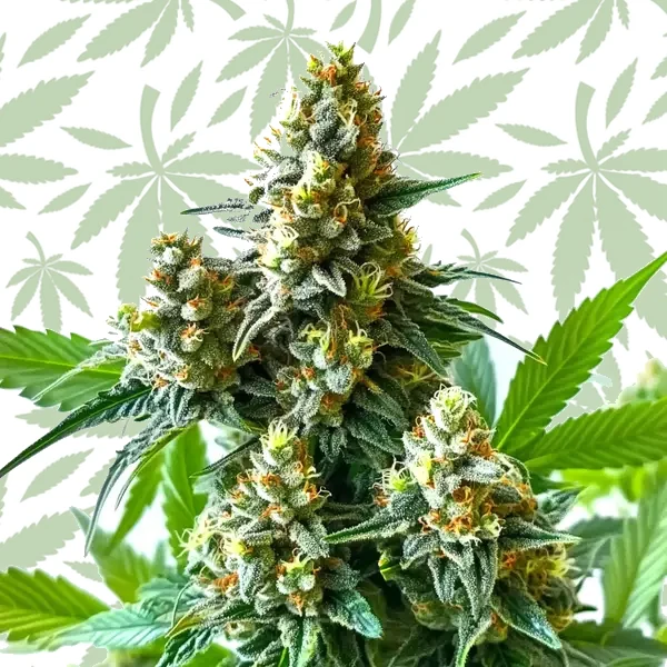 5 Alive cannabis strain plant