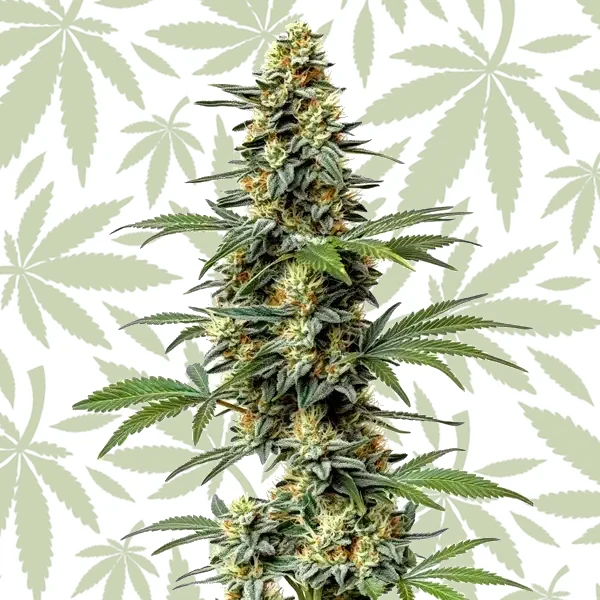 60 Day Wonder cannabis seed pack