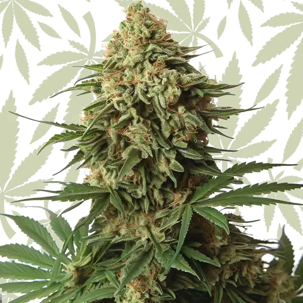 9 Pound Hammer cannabis strain plant