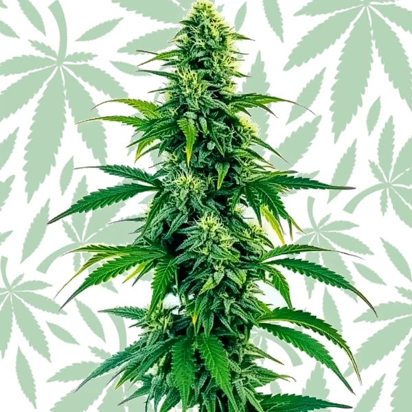 Acapulco Gold Autoflower cannabis strain plant