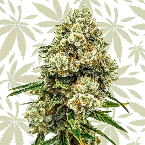 Acid Diesel cannabis strain plant