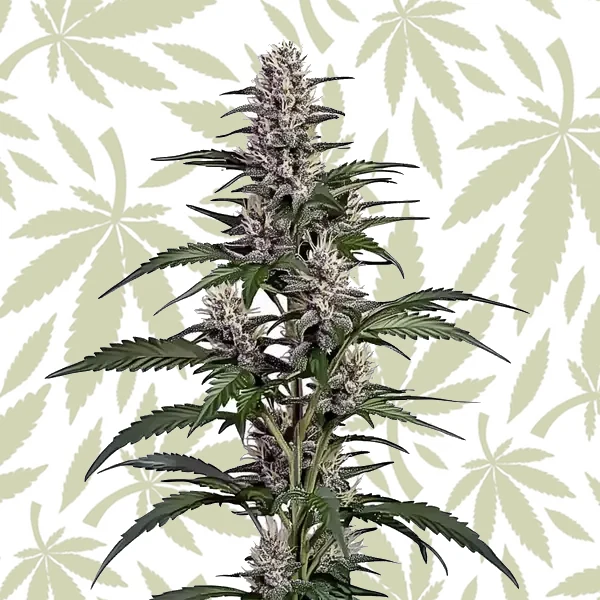 Afghan Autoflower cannabis strain plant