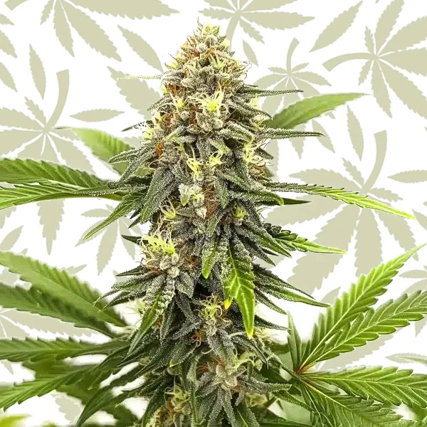 Afghan Hash Plant Regular cannabis strain plant