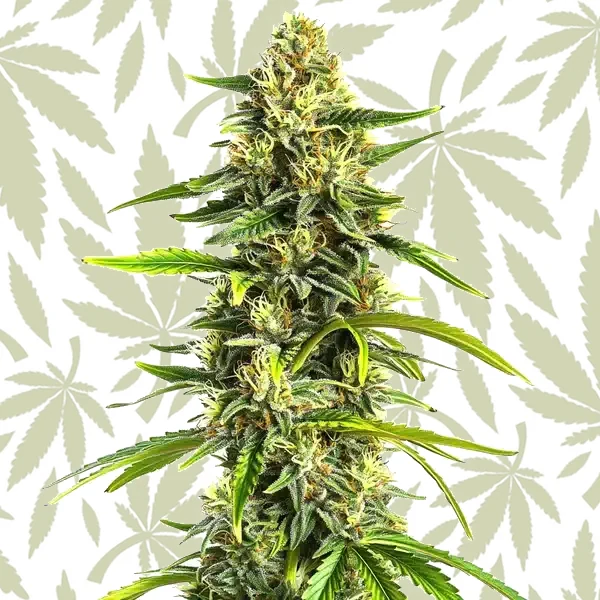 Afghan Hawaiian x Laos x Jamaican cannabis strain plant