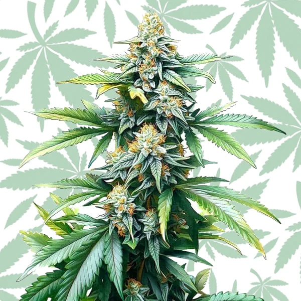 Afghan Kush Regular cannabis strain plant