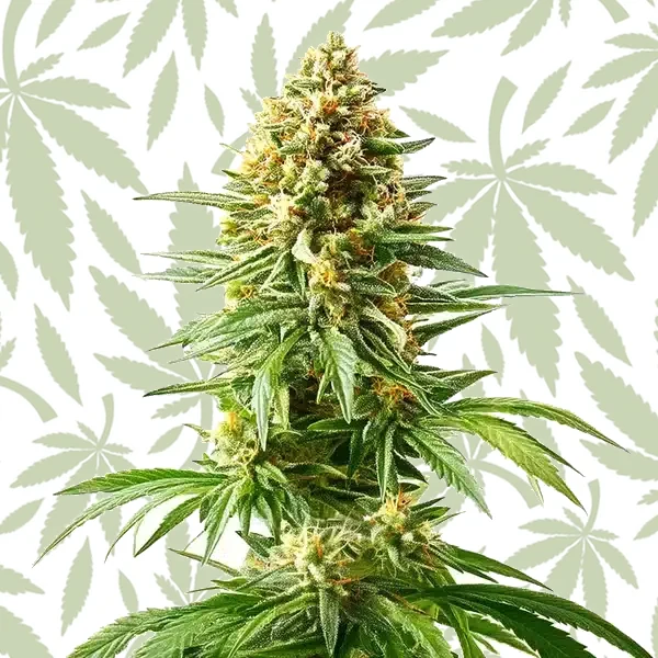 Afghan Kush x Blueberry cannabis strain plant