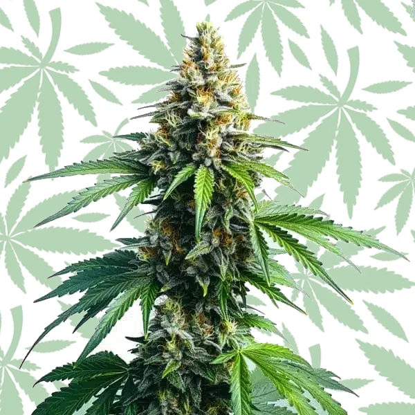 Afghan Kush cannabis strain plant