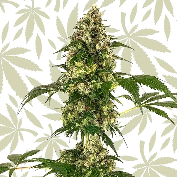Afghan x Haze cannabis strain plant
