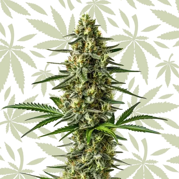 Afghan cannabis strain plant