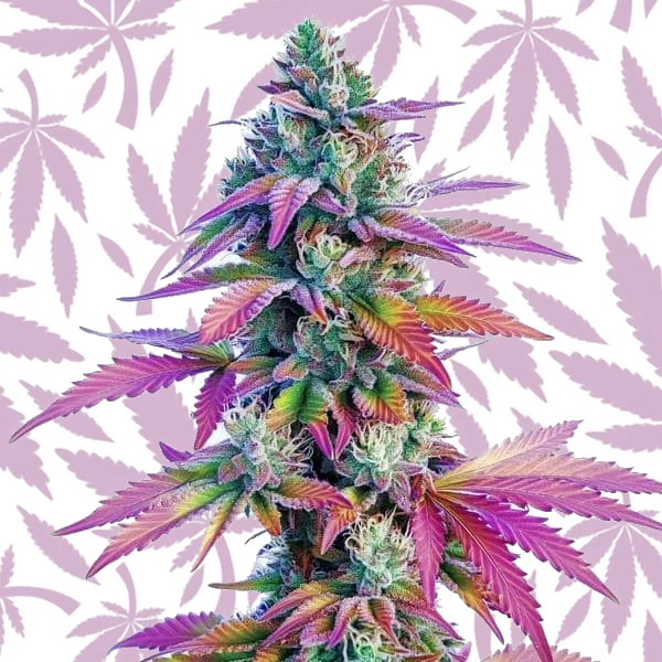 African x Princess 88 cannabis strain plant