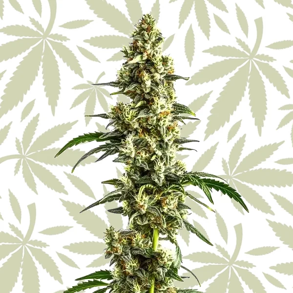 Agent Orange Regular cannabis seed pack