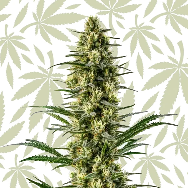 Agent Orange cannabis strain plant