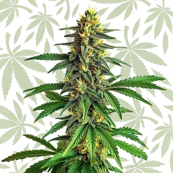 AK 47 Fast Version cannabis strain plant