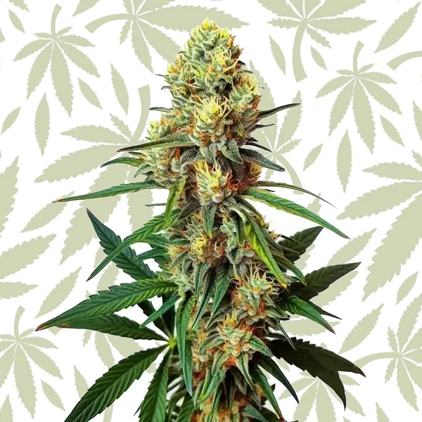 AK 47 Regular cannabis strain plant