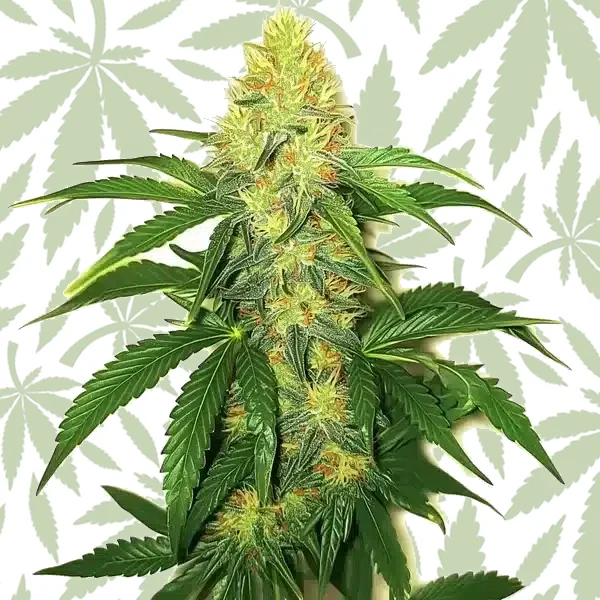 AK 47 cannabis strain plant