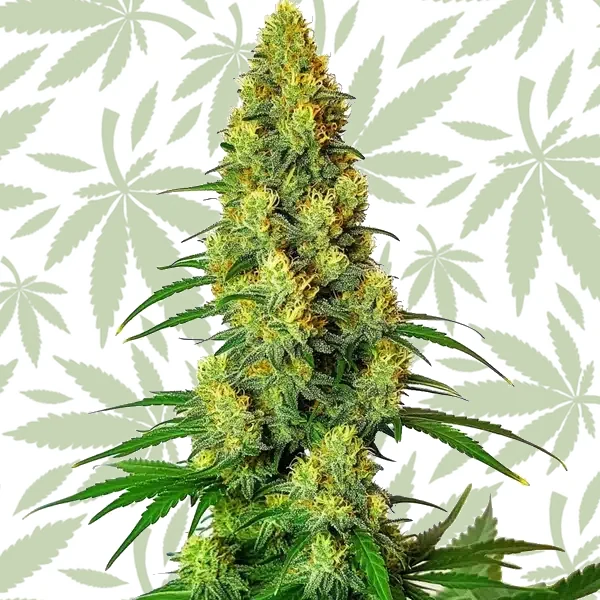 AK 48 cannabis strain plant