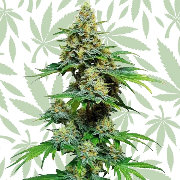 AK 59 cannabis strain plant