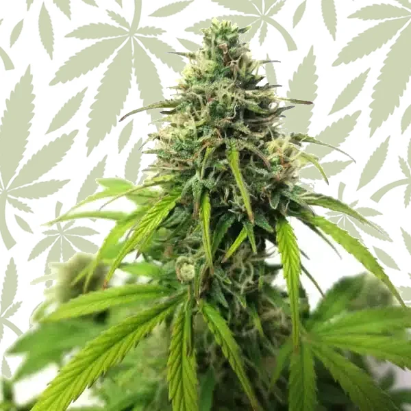 AK Auto cannabis strain plant