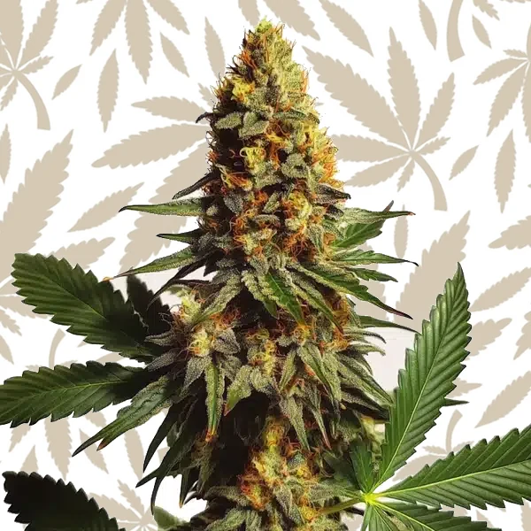 Ak x Somango Auto cannabis strain plant