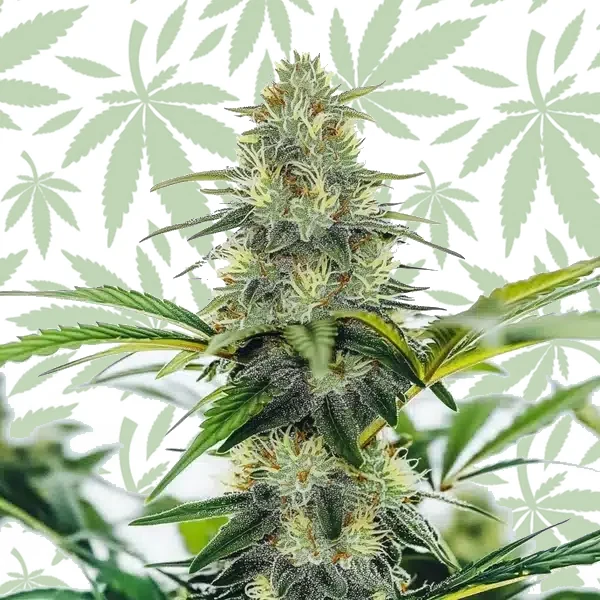 AK x White Widow Auto cannabis strain plant