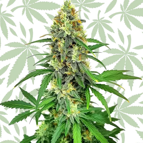 AK47 F1 cannabis strain plant