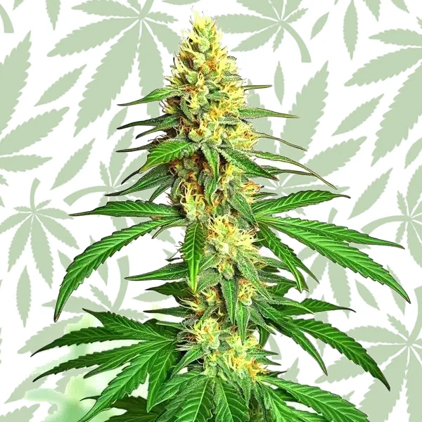 Ak59 Auto cannabis strain plant