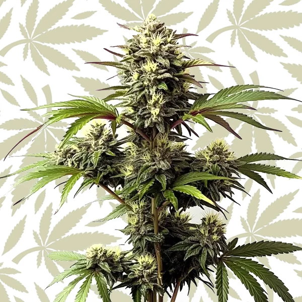 Alaskan Purple cannabis strain plant