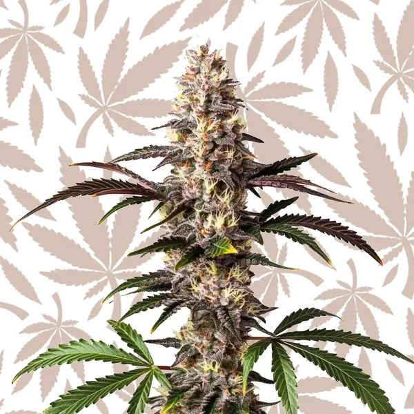 Alaskan Thunderfuck cannabis strain plant