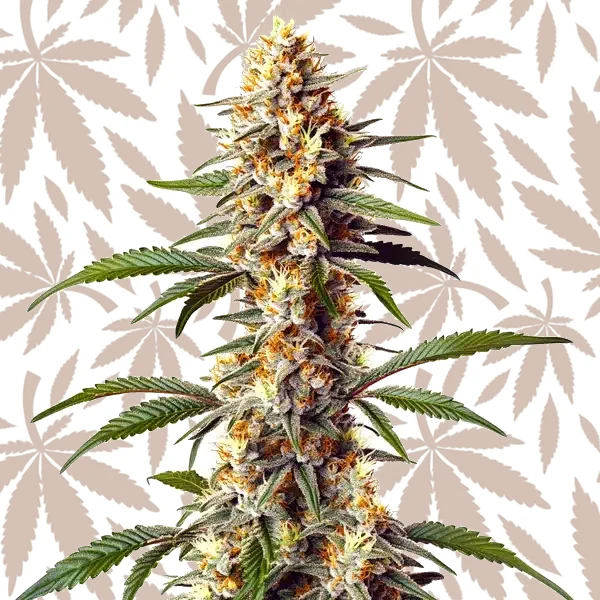 Alaskan x Kush x Brazil cannabis strain plant