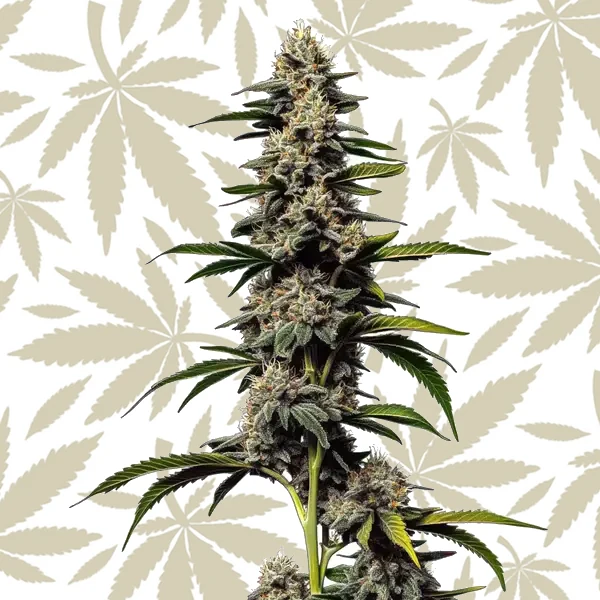 Alien Cookies x Kush Mints cannabis strain plant
