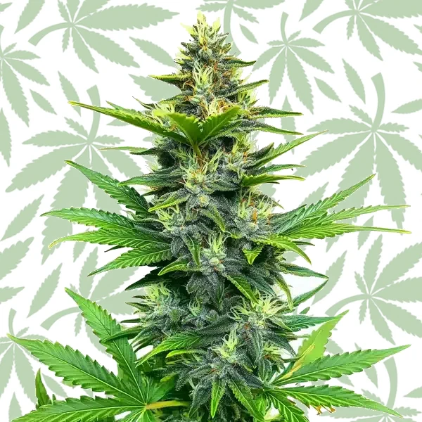 Alien GG Regular cannabis strain plant