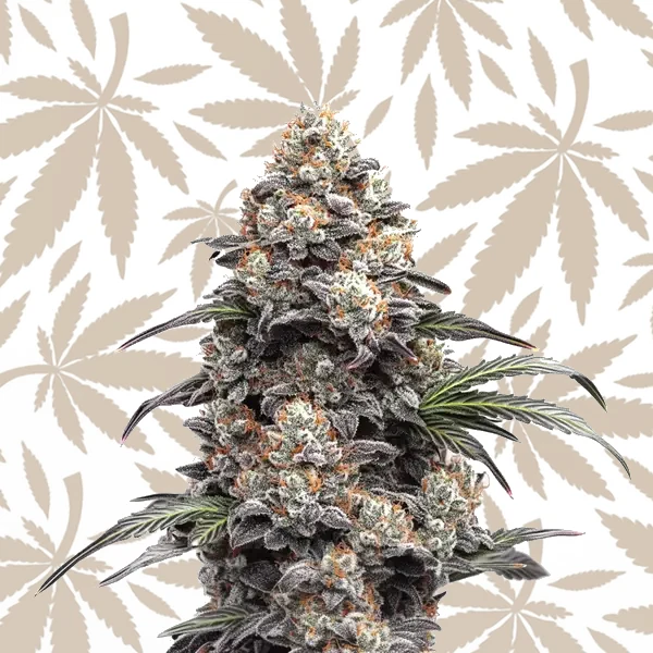 Alien GG cannabis strain plant