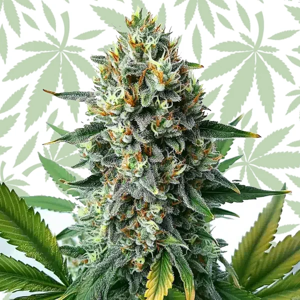 Alien OG Fast Version cannabis seed pack