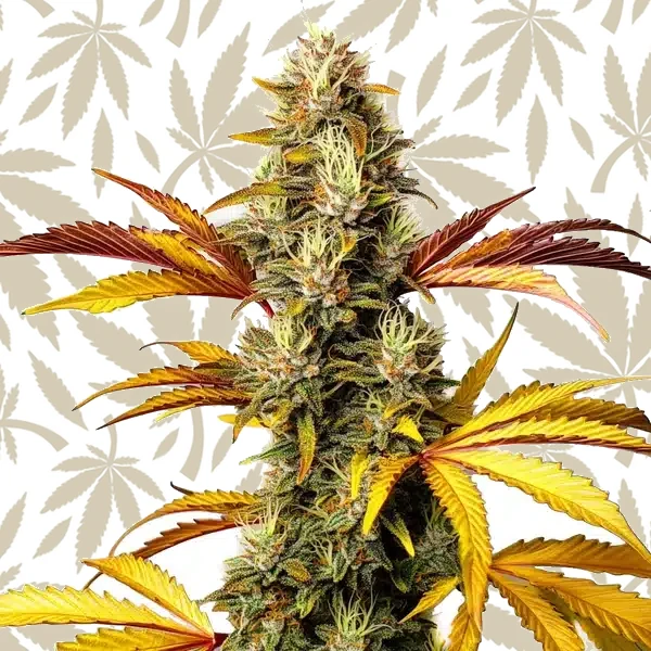 Alien Og Regular cannabis strain plant