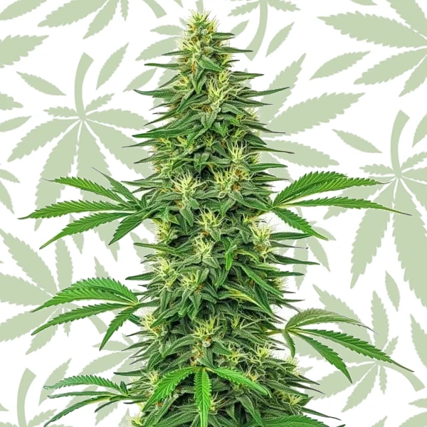 Alien OG cannabis strain plant
