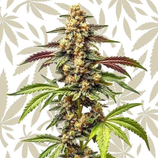 Alien Rock Candy F1 cannabis strain plant