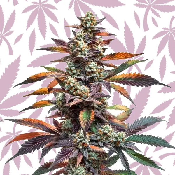 Alien Rock Candy cannabis strain plant