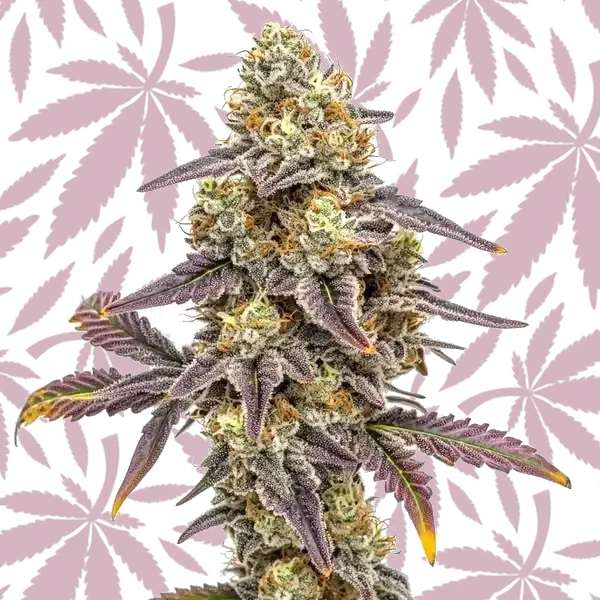 Alien Technology x Do-Si-Dos cannabis strain plant