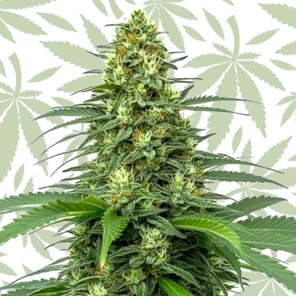 Amnesia Auto cannabis strain plant
