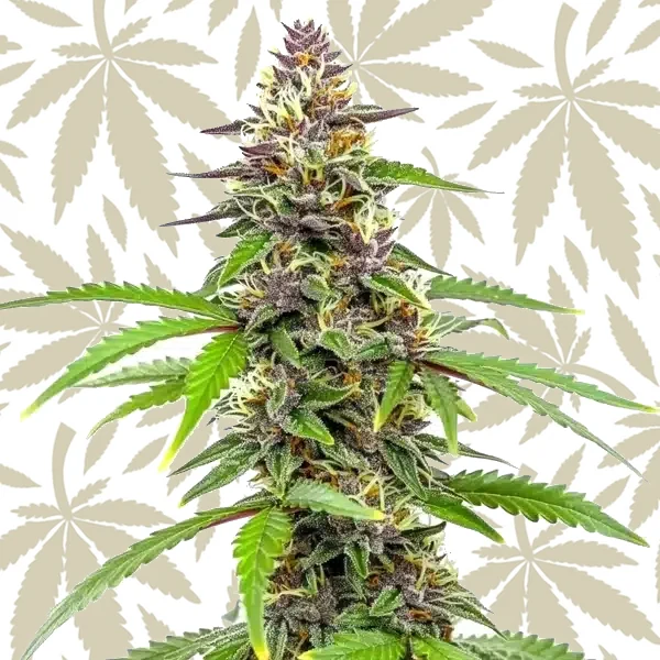 Amnesia Blue Headband cannabis strain plant