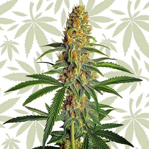 Amnesia Bubba Autoflower F1 cannabis strain plant