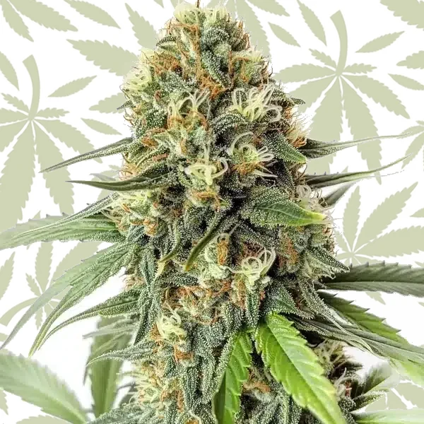 Amnesia F1 cannabis strain plant