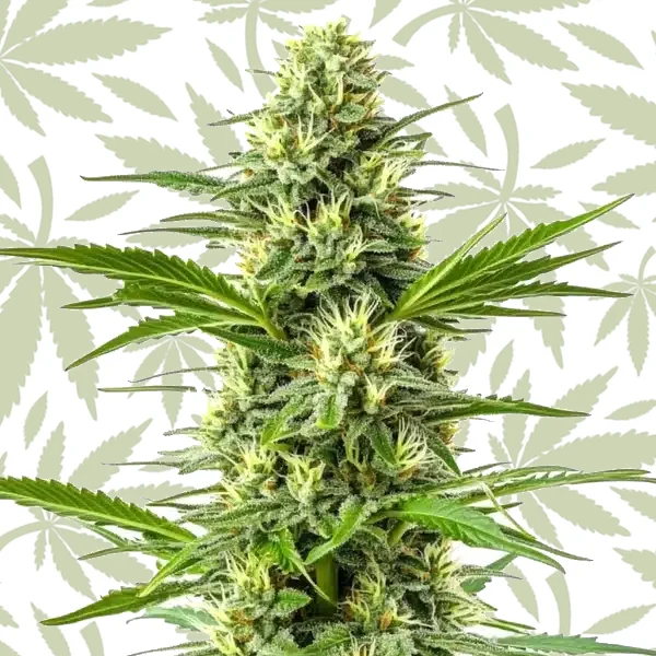 Amnesia Fast Version cannabis strain plant