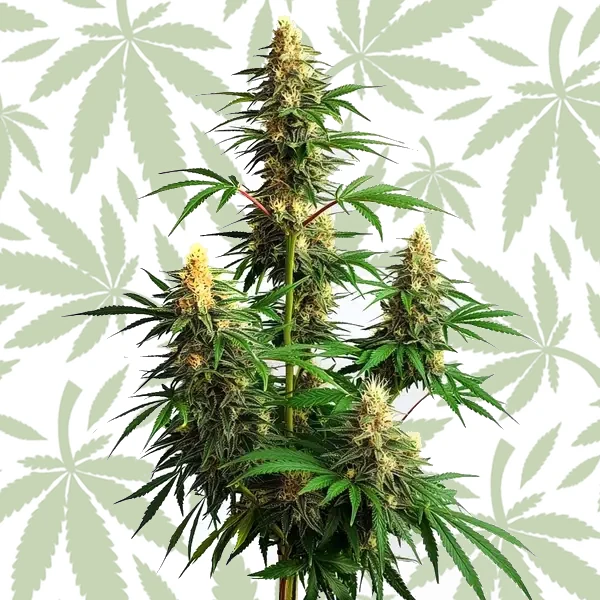 Amnesia Haze Auto cannabis strain plant