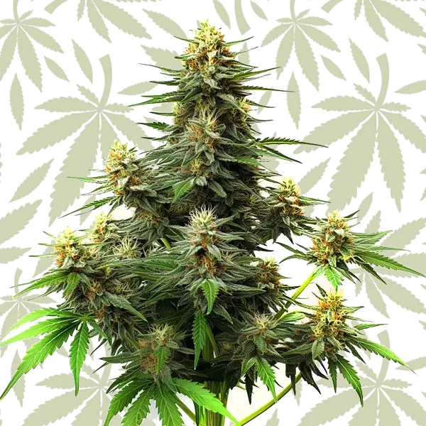 Amnesia Haze Autoflower F1 cannabis strain plant
