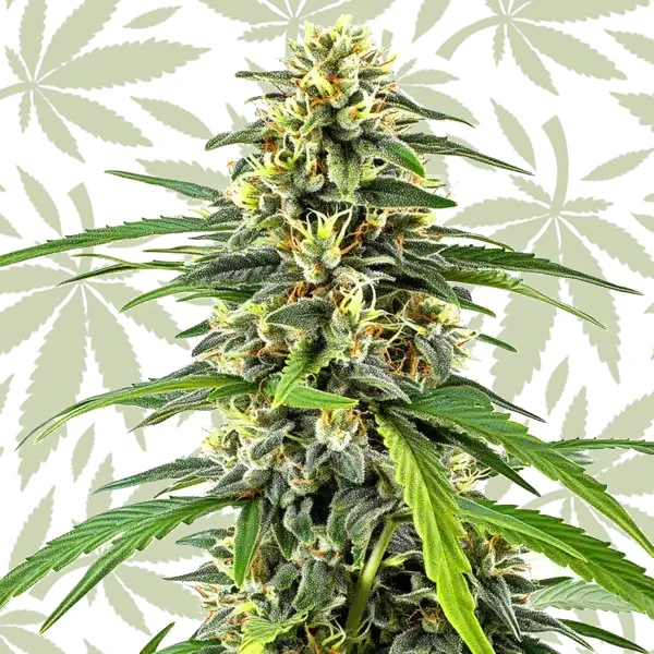Amnesia Haze cannabis strain plant